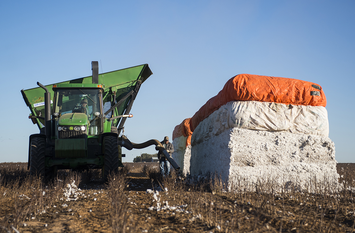 Excess cotton is vacuumed up from the modules to ensure as little waste as possible and to ensure as much lent makes it to the gin as possible.